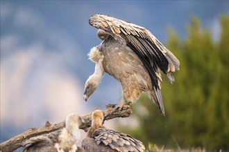 Griffon Vulture (Gyps fulvus) sitting on an old gnarled root in autumn, Pyrenees, Catalonia, Spain,