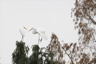 Two great egrets (Ardea alba) on a treetop, one stretching its wings. Background of bare trees in