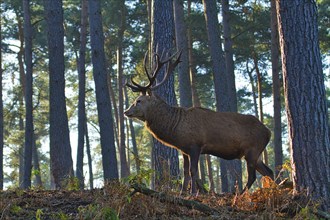 Red deer (Cervus elaphus), forest, backlight, red deer