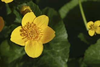 Marsh marigold (Caltha palustris), yellow flower, close-up, Wilnsdorf, North Rhine-Westphalia,