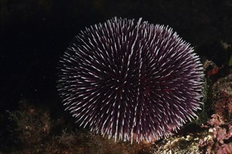 Round sea urchin with numerous spiny outgrowths, Sphaerechinus granularis, under water on rock.