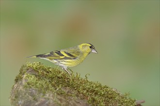 Eurasian siskin (Carduelis spinus), male sitting on a moss-covered stone, Wilnsdorf, North