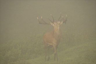 Red deer (Cervus elaphus) Stag in fog during the rut, Allgäu, Bavaria, Germany, Allgäu, Bavaria,