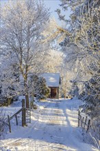 Snowy dirt road with a gate to a wooden barn in a forest in a beautiful cold winter landscape,