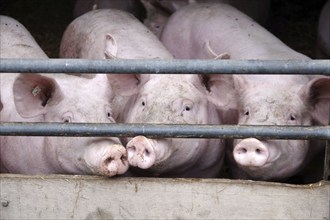 Domestic pig (Sus scrofa domesticus), pigsty, looking, Germany, Three pigs in the sty standing at