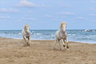 Two white Camargue horses galloping along the beach, the sea in the background, under a cloudy sky,