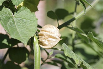 Bladder cherries (physalis), cape gooseberry, plant, skin, ripe, leaf, fresh, When the skin of the