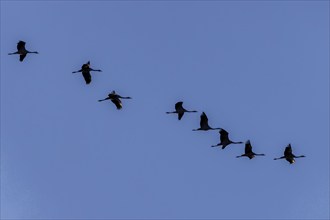 Cranes flying in a line across the blue sky, Crane (Grus grus) wildlife, Western Pomerania Lagoon