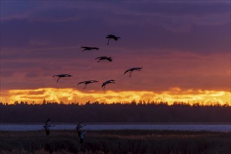 Silhouettes of birds flying against an orange sunset sky, Crane (Grus grus) wildlife, Western