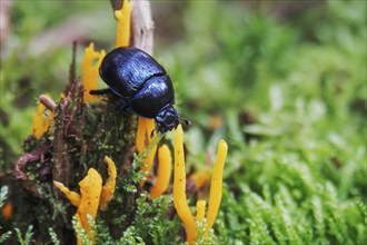 Dung beetle in autumn forest, Saxony, Germany, Europe