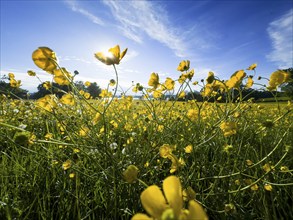 Flower meadow, buttercup, buttercup (Ranunculus acris), behind Lake Starnberg, Bavaria, Germany,