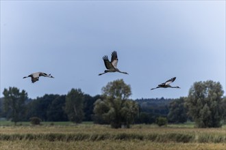 Cranes flying through the open sky over a rural landscape, Crane (Grus grus) wildlife, Western