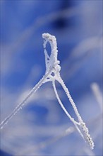 Wintertime, snow crystals, Saxony, Germany, Europe