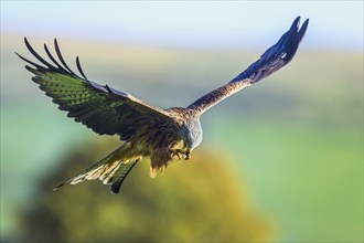 Red Kite, Milvus milvus, bird in flight