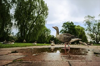 A goose stands in the park next to a puddle with trees in the background