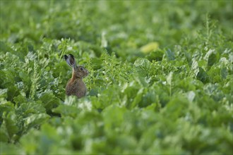 European brown hare (Lepus europaeus) adult animal in a farmland sugar beet field, England, United