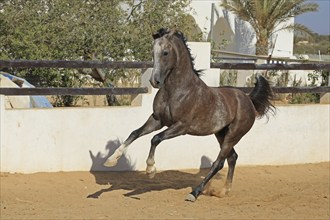 Arabian horse, thoroughbred Arabian, Djerba, Tunisia, Africa