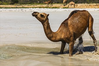 Camel (Camelidae) refreshing itself on the beach Fazayat of Al Hauta, Dhofar Province, Arabian