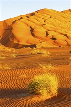 Wind-sculpted curved sand dunes in the evening light, with green vegetation in front, in the Rub al