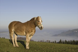 Haflinger mare on the pasture, horse, horses, hoofed animals, mountain horse, (Equus ferus