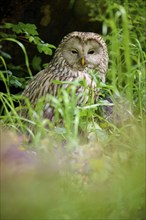 Ural owl (Strix uralensis), sitting in the meadow and observing its surroundings, spring