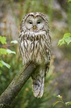 Ural owl (Strix uralensis), sitting on a branch with a natural background and observing its