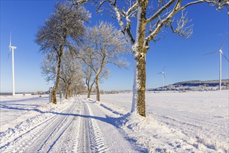 Tree lined snowy road with wind turbines on the fields in the countryside a cold sunny winter day.