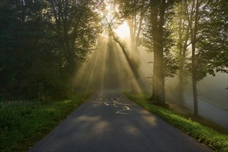 Forest road at sunrise, rays of light break through the trees in a foggy atmosphere, Großheubach,