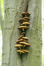 Goldfell-Schüppling (Pholiota aurivella), older fruiting bodies on the trunk of a copper beech