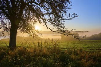 A calm sunrise over a misty meadow with an apple tree (Malus domestica) in the foreground, autumn,