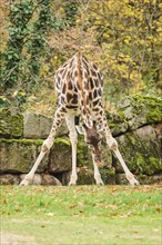 Reticulated giraffe (Giraffa camelopardalis reticulata) standing on a meadow, captive, Germany,