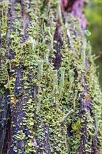 Close up at growing Trumpet cup lichen (Cladonia) on a tree stump