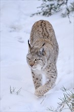 Eurasian lynx (Lynx lynx) walking in a snowy forest in winter, Bavaria, Germany, Europe