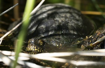 European pond turtle (Emys orbicularis), female, sunbathing, water, Lower Austria