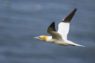 Northern Gannet, Morus bassanus, bird in flight over sea, Bempton Cliffs, North Yorkshire, England,