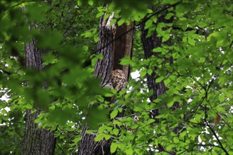 Tawny Owl, Saxony, Germany, Europe