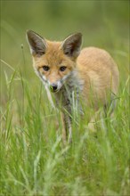 Red fox (Vulpes vulpes), a young fox stands in high grass and looks curiously into the camera,