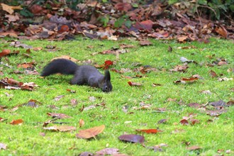 Black squirrel (Sciurus), winter, Germany, Europe