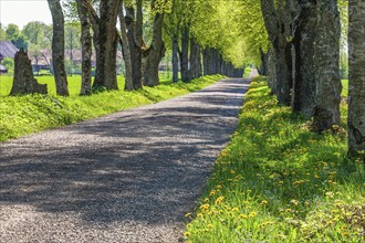 Tree lined gravel road with lush green trees a sunny summer day