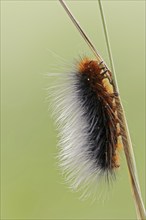 Garden tiger moth (Arctia caja), caterpillar, North Rhine-Westphalia, Germany, Europe