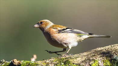 Male of Chaffinch, Fringilla coelebs, bird in forest at winter sun