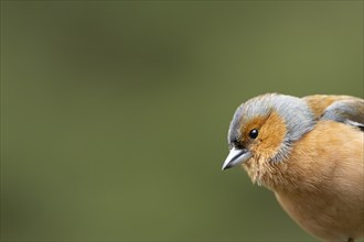 Eurasian chaffinch (Fringilla coelebs) adult male bird head portrait, England, United Kingdom,