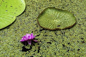 Water lilies with flower, Amazon Museum MUSA, Cidade de Deus, Manaus, Brazil, South America