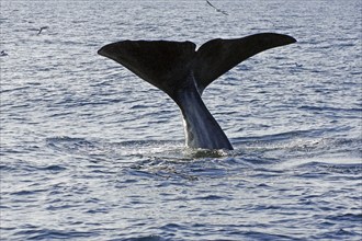 A large humpback whale dives into the water of the sea, whale watching, Andenes, Langoya,