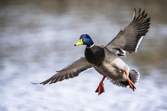 Male of Mallard, Anas platyrhynchos, duck in flight over spring lake