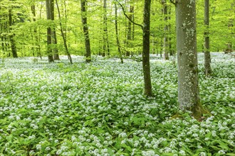 Wild garlic in flower (Allium ursinum), allium family (Allium), beech forest, Weiterdingen, Hegau,