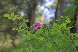 Alpine rose (Rosa pendulina L.)