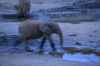 African forest elephant (Loxodonta cyclotis) in the Dzanga Bai forest clearing, blue hour,