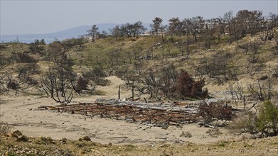 Burnt landscape with debris and bare trees, dry and brown, forest fires, summer 2023, forest fire