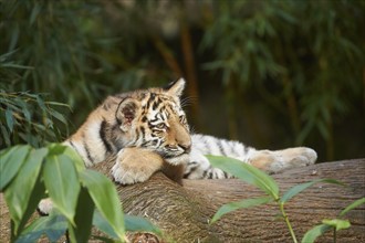 Close-up of a Siberian tiger (Panthera tigris altaica) cub, captive